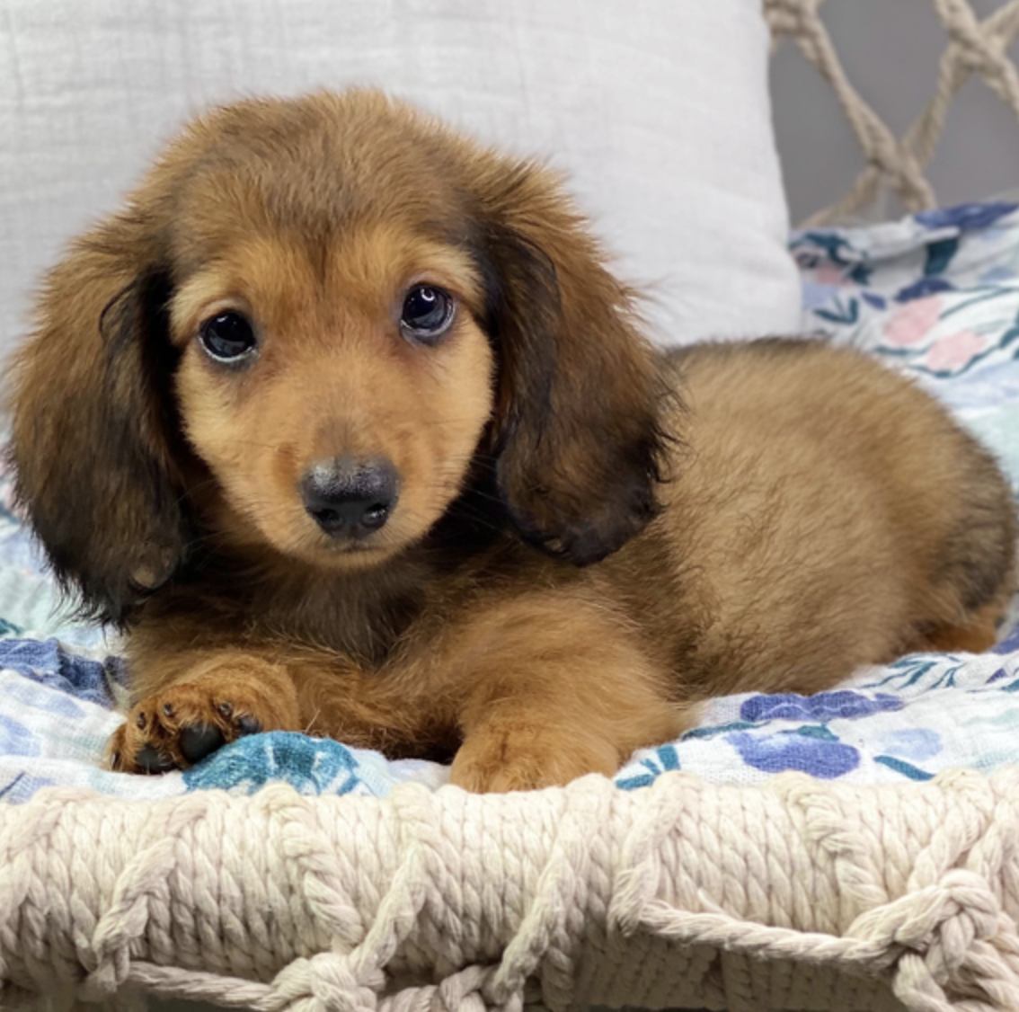 comprar cachorros sanos, baratos y asequibles para la venta